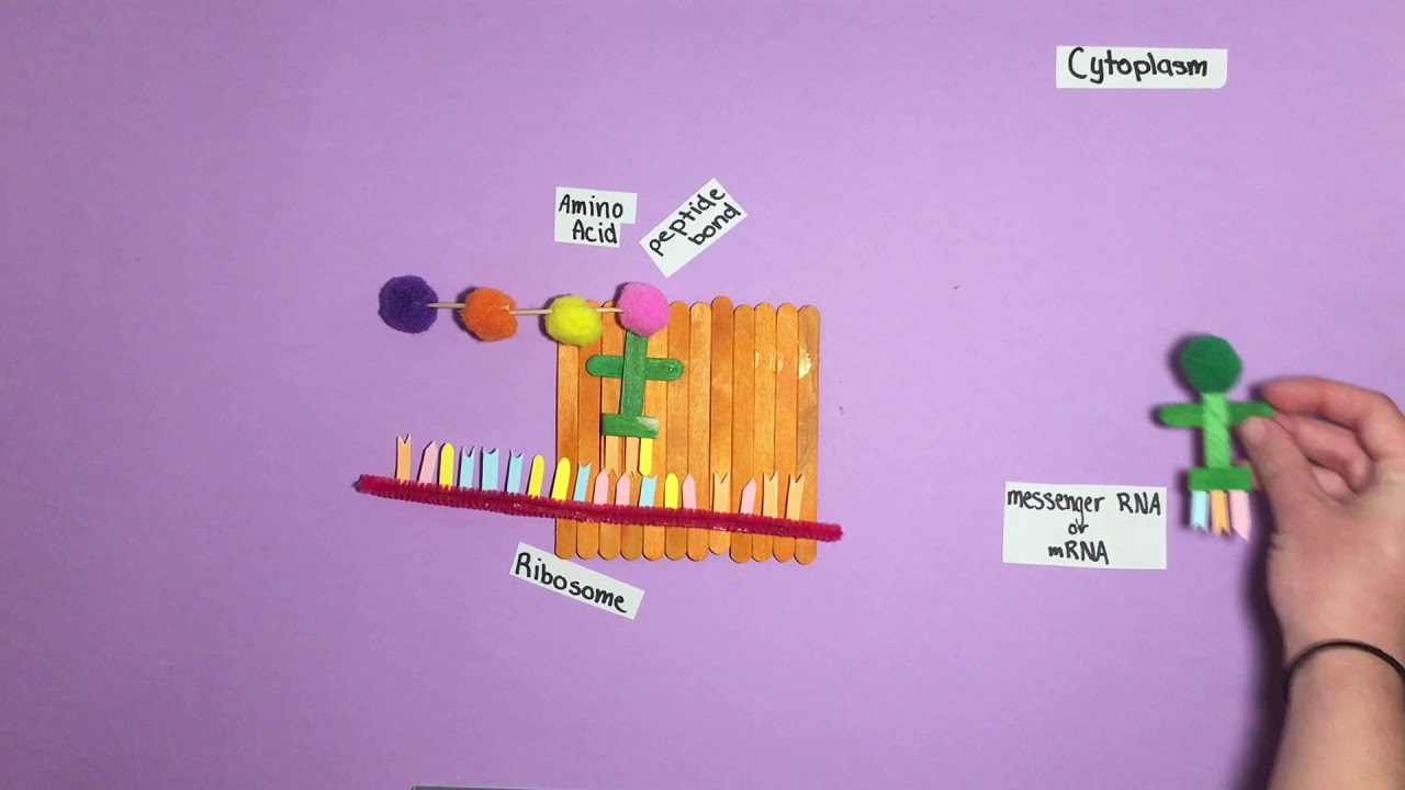 Polypeptide Synthesis Model - YouTube