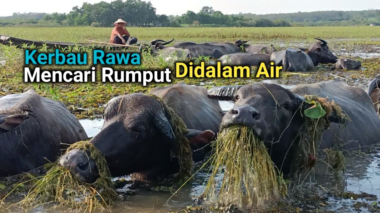 Beginilah Cara Kerbau Rawa Mencari Rumput Didalam Air