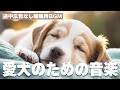 愛犬が落ち着くリラックス音楽（12時間フリーBGM、途中広告なし）