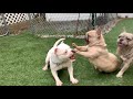 Micro bully fights Frenchie *CAUGHT ON CAMERA*‼️
