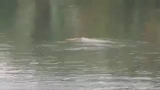 Detik Detik Pawang Buaya Tewas Diterkam DiMakan Buaya Muara ¦ Buaya vs Pawang