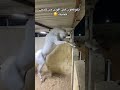 مربط المخاول للخيول العربية مربط المخاول ا فرسان الخيل الشعب الصيني ماله فرسان امريكا