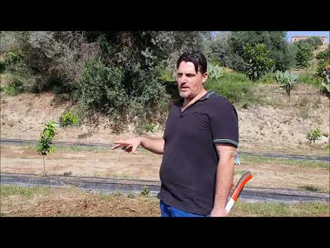 Video: Monarda: Fantastico Giardino Di Bergamotto