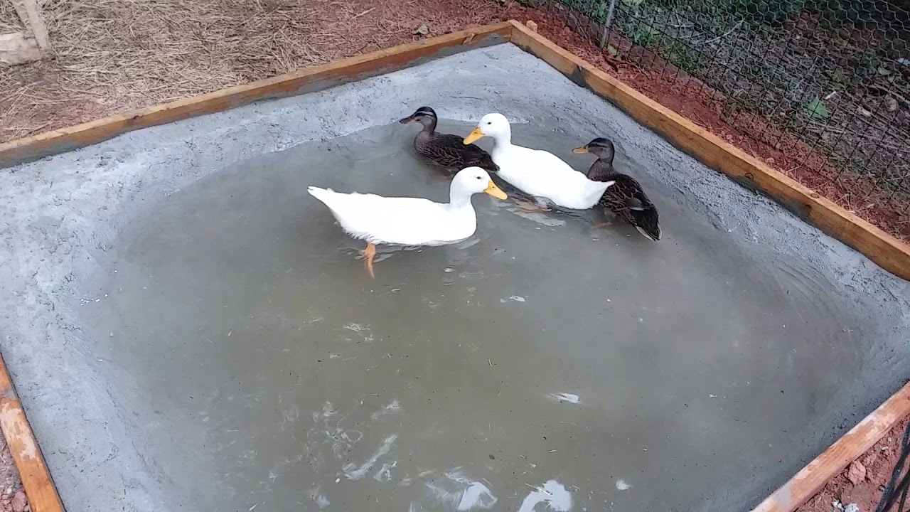 Ducks get a cement pond. YouTube