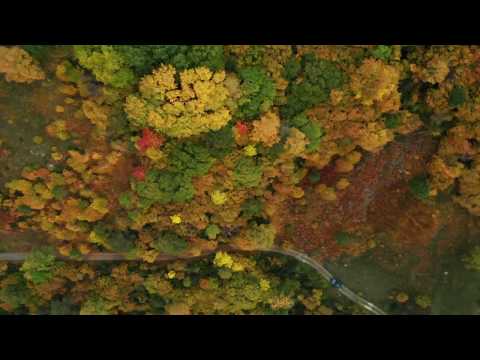 Vídeo: El Poder Curatiu De Les Baies De Tardor