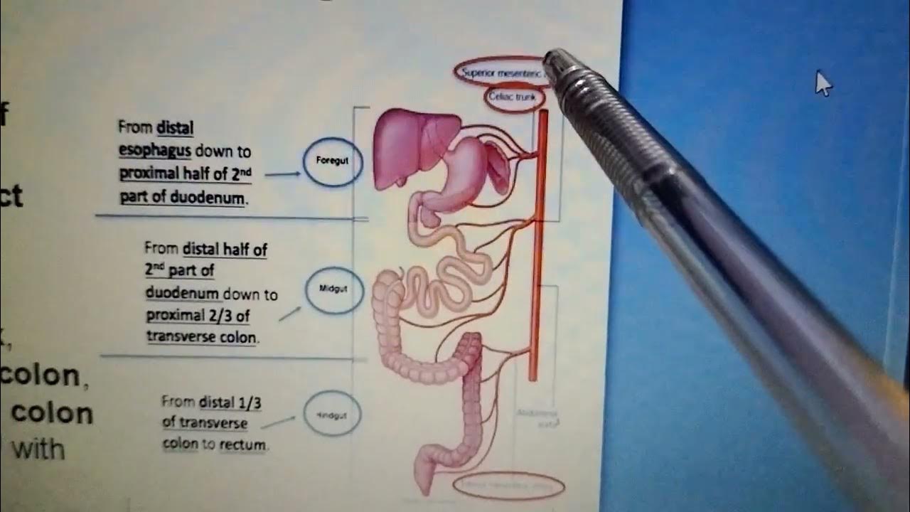 Derivatives of foregut midgut and hindgut with blood supply git