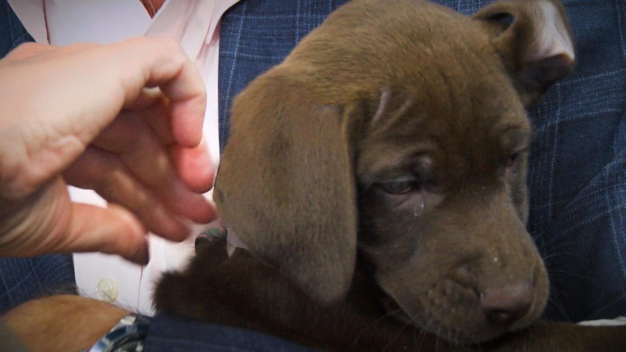 World’s Biggest Pet Adoption Campaign is Underway World’s Biggest Pet Adoption Campaign is Underway