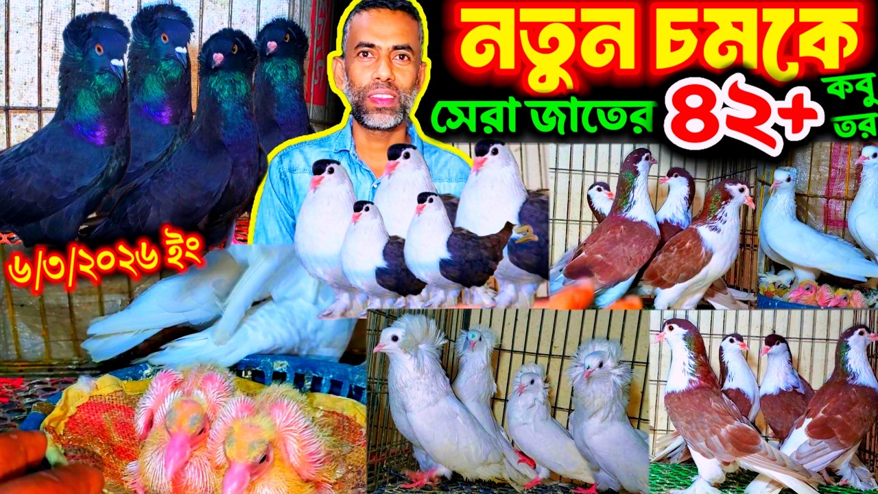 নতুন চমকে সেরা ধামাকায় বাচ্চা সহ - লোটিলন বুম্বাই লাহরী কবুতর কিনুন খামার থেকে | পাইকারি দামে কবুতর