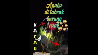 Download Lagu OTT ruak ruak tidak sengaja menabrak anu MP3