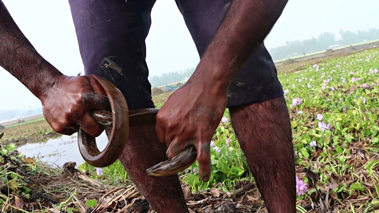 Catching Eel Fish From Deep Hole