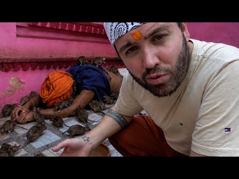 HUMANOS QUE VIRARAM RATOS NA ÍNDIA...