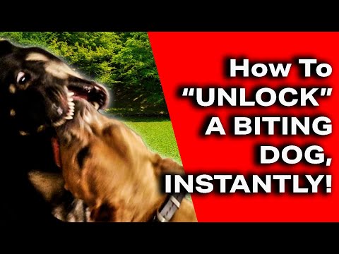 Video: Sustabdykite savo šunį nuo žudymo televizoriuje su šia galinga technika
