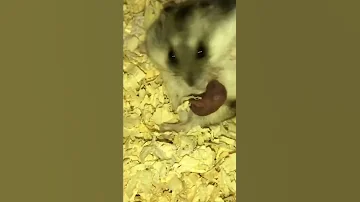 Роды у хомяка. #animals #родыхомяка #hamster #хомяк #джунгарскийхомяк