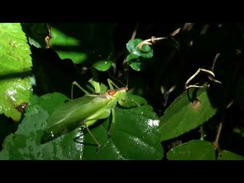 鳴くウマオイ ハヤシノウマオイ 伊丹市昆虫館 Youtube