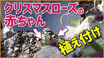 クリスマスローズ Youtube クリスマスローズ Youtube