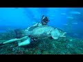 Spearfishing Offshore Oil Rigs CUBERA Snapper! Gulf of Mexico 2021