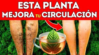 SUPLEMENTOS y PLANTAS que MEJORAN la CIRCULACIÓN (CÓMO TOMARLOS)