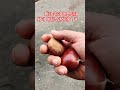 왕밤 계란만합니다