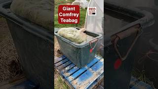 Giant Comfrey Teabag #fertility#fertility #nutrientaccumulators #growmorefood