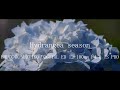 紫陽花の季節｜Hydrangea season｜BMPCC4K｜M.ZUIKO DIGITAL ED 12-100mm F4.0 IS PRO