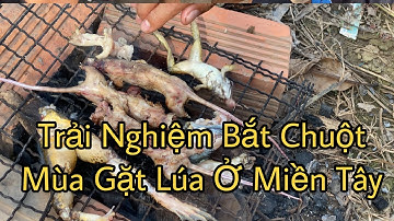 Cuộc Sống Vùng Quê | Trải Nghiệm Bắt Chuột Mùa Gặt Lúa Ở Miền Tây