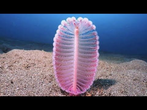 Sea Pen : समुंद्र का शैतान