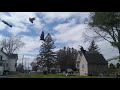 Building The Family : Windy Day Training - Roller Pigeon