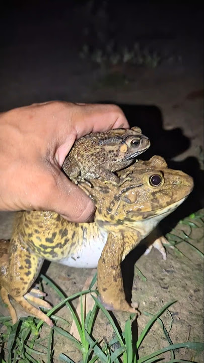 Catch Bullfrog and Toad funny fly to so LOL | Frog make you laugh | Animal for fun | Funny Frog