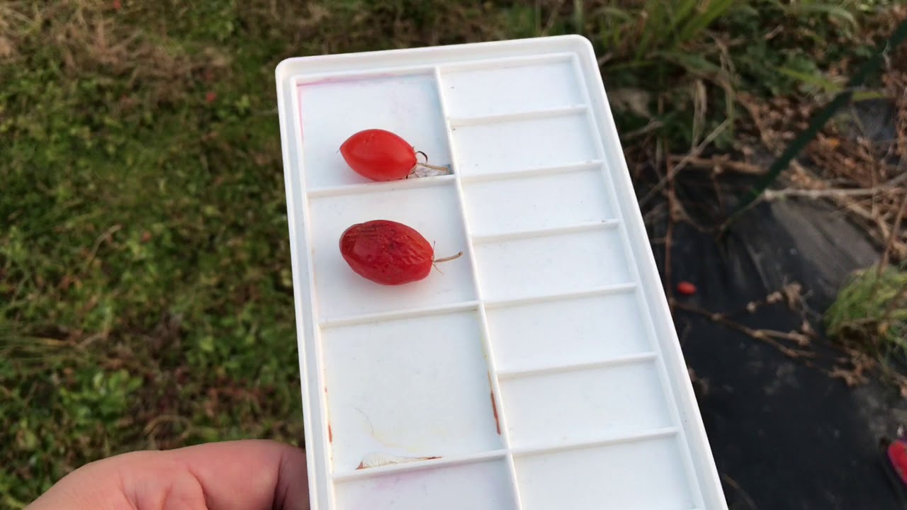 動画で家庭菜園 冬のミニトマト栽培 挿し木で冬越しできるか とか 実を植えて芽を出す栽培方法を試してみる話 ｈ29 12 23 Youtube