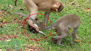 What happened to baby?, Bad mom trampled on baby monkey