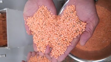 Lentil Peeling Machine آلة تقشير العدس