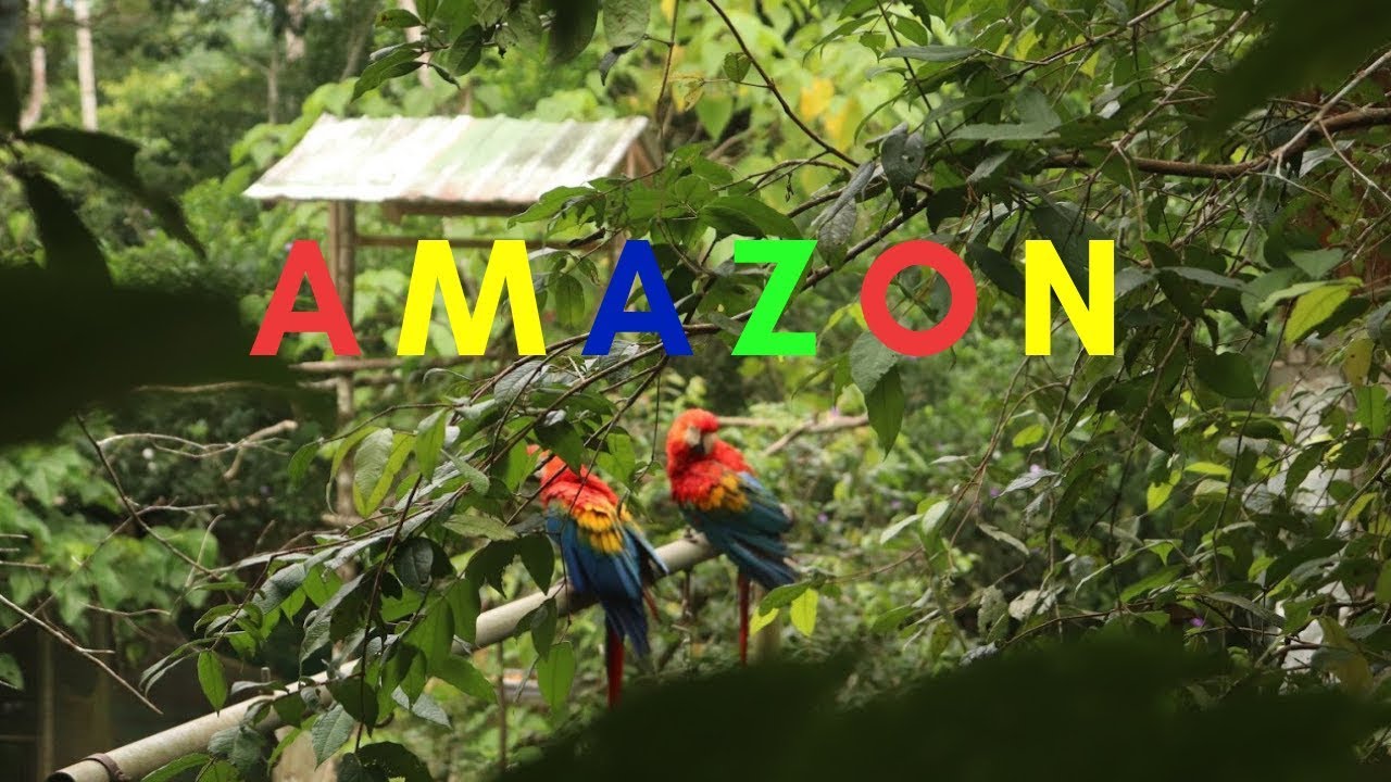 Amazon Rainforest vlog | *Eating bugs* video phone beyonce mp3