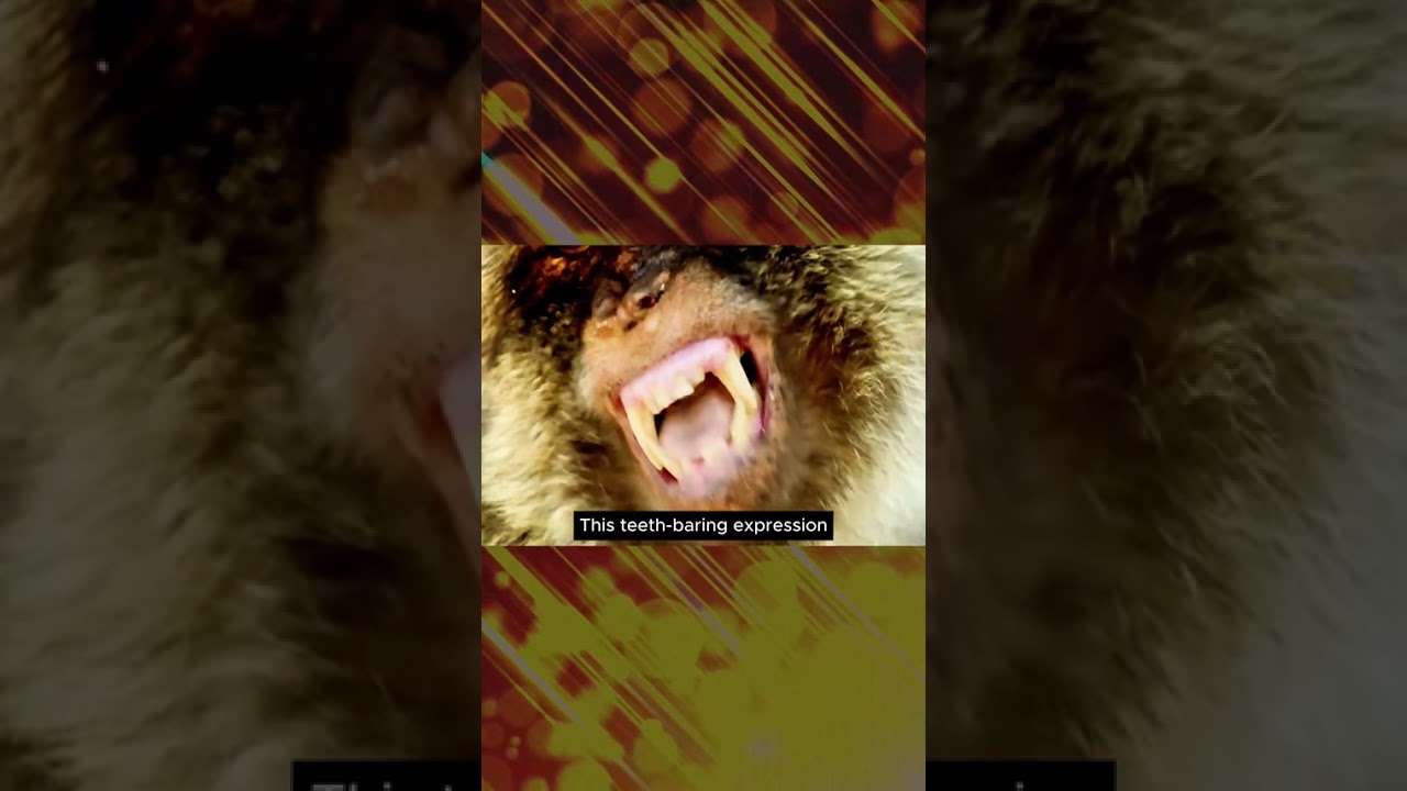 Monkey Thieves: The Most Intelligent Pickpockets in Bali