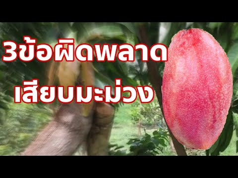 3ข้อผิดพลาดเสียบยอดมะม่วง