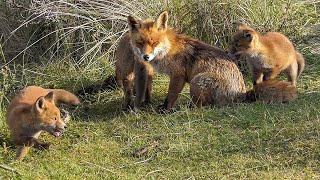 Fox with 4 little cubs  - Part 2  Growing up..