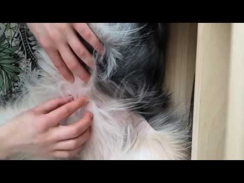 Wideo: Rodzaje psów o kręconych włosach