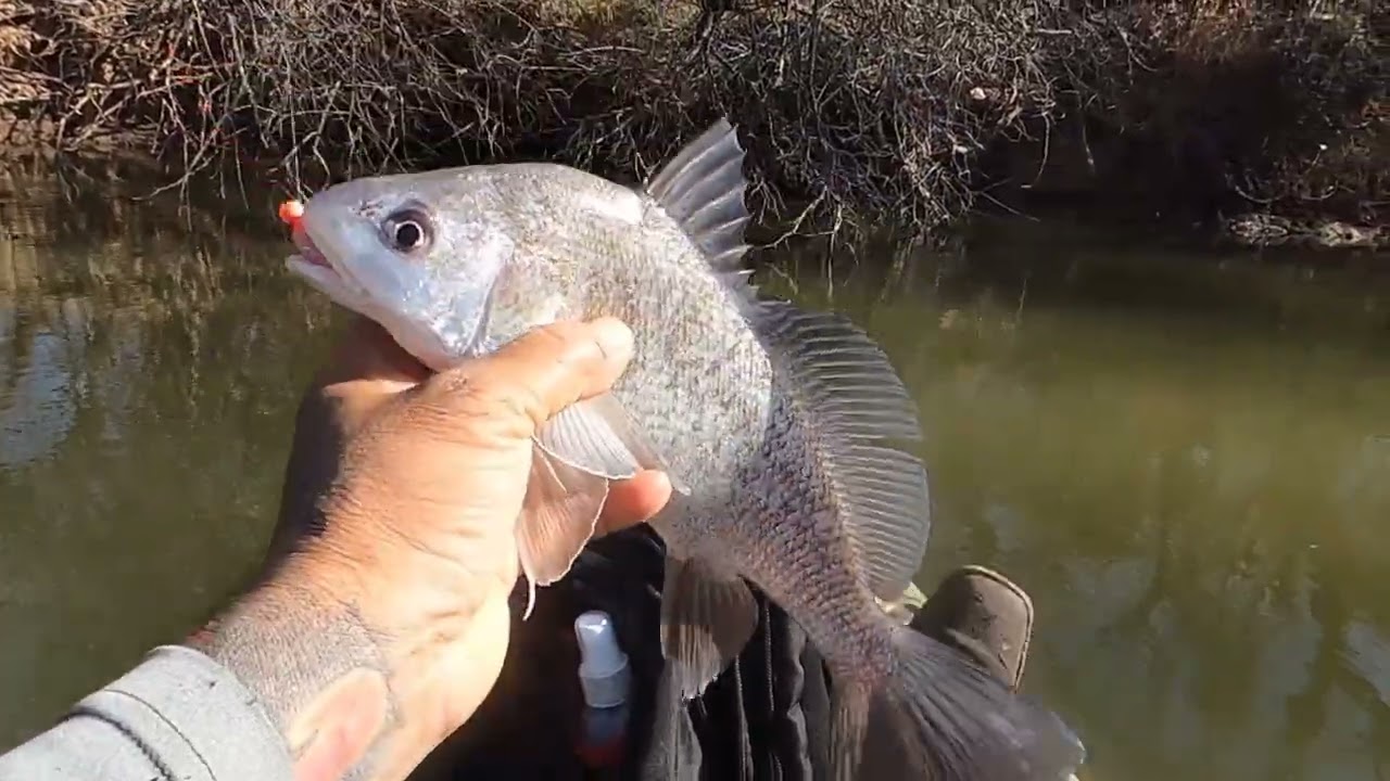 Adivinen que pesque genteeeeee