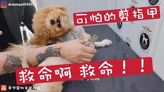 狗狗剪指甲 三種方法 給你試試看 /  Pet grooming 夢想寵物美容 127 寵物美容師阿貓 HYPONIC