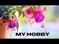 essay on my hobby_ My hobby essay _ 10 lines on My hobby