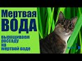 Мертвая и живая вода. Выращиваем рассаду на мертвой воде!