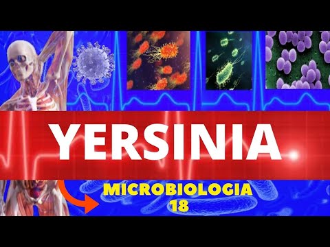 Vídeo: Infecção Bacteriana (Yersinia) Em Chinchilas