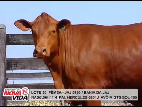 LOTE 50 Novilha Bahia da JAJ