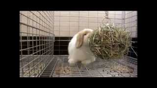 うさぎドリル 九州うさぎclub 福岡市東区のネザーランドドワーフ ホーランドロップ専門店 うさぎドリル 九州うさぎclub 福岡市東区のネザーランドドワーフ ホーランドロップ専門店