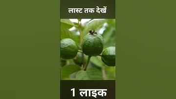 🌿Ready to grow your own guava tree at home? Great idea on how to propagating guava tree! # shorts