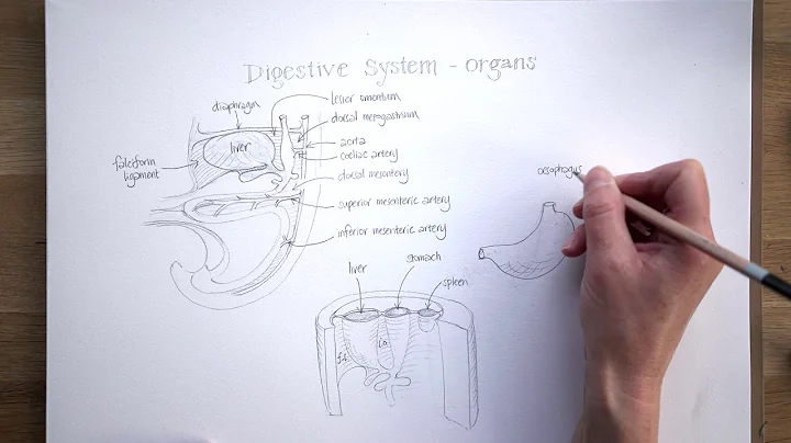 Lockdown Embryology with Prof Alice Roberts #9: Abdominal Organs