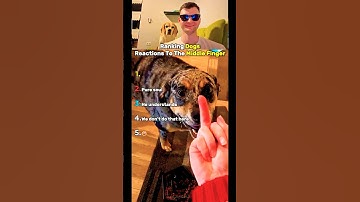 Top 5 Dogs Reactions To The Middle Finger!