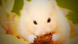 Funny Hamsters 🐹😍 Fluffy Hamsters Playing (Part 1) [Epic Life] by Epic People 1,518 views 5 years ago 2 minutes, 52 seconds