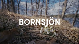 Spring has arrived in Bornsjön nature reserve by Emil Sahlén 130 views 2 years ago 13 minutes, 29 seconds