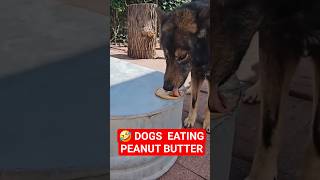 Peanut Butter - The Packs Favorite Treat!
Watching a pack of large lycan shepherds and Ryuk enjoy a treat is a sight to see. Watching them eat peanut butter is hilarious! Keeping them healthy is always the top priority. In this video, my pack dives into a peanut butter snack, and Iโm sharing the essential safety tips every owner needs to know before reaching for the jar.
โ ๏ธ The Biggest Danger: XYLITOL Before you feed your dog any peanut butter, you must check the label. Xylitol is an artificial sweetener (sometimes listed as birch bark extract or wood sugar) that is highly toxic and can be fatal to dogs.
Iโm sharing this from my 30 years of experience as an Animal Warden, breeder, and dog rescuer. Iโm not a professional trainer or nutritionistโjust someone who has lived and worked with dogs wolfdogs for decadesโshowing you exactly what works for my pack and why.
๐๐๐
See how Honey Badger earned her name as she struggles to survive...
https://www.youtube.com/watch?v=trLhFuFfCrw
Video of the Ka-Bar and Puukkos litter being born can be viewed on my channel here...
https://www.youtube.com/watch?v=1gdYJ2vCR34
๐๐๐
Check out the Gentlemens Roundtable and Off the Brim live streams here:
https://youtube.com/playlist?list=PL01qaZ66lpIRazzhIGyPF-JQc4-JXpl5O&si=EliXpNZdlU9vtXzb
All My Dogs 1st Hikes Off Leash
https://www.youtube.com/watch?v=1eJmrkvLlJE&list=PL01qaZ66lpIS1_SFTRnaLYwb6FuElYL-V
* YouTube Shorts Playlist...
https://www.youtube.com/watch?v=tHG7pGQeI00&list=LLlZCJyVftq6XMBBTCc_N1Nw
** A playlist of several videos showing and explaining all my tattoos can be found here...
https://www.youtube.com/watch?v=Fgzvj8UPlng&list=PL01qaZ66lpIQNIfBFKe3NHtyrCIvJK5Xo
* The KEY to HAPPINESS and How I found it
https://www.youtube.com/watch?v=NfldjurbSUY
*** Video regarding the Army SUPER DOG Program discussed in the video and how to do Early Neurological Stimulation to your puppies to greatly affect their future found here...
https://www.youtube.com/watch?v=REgl-4S_FVM
๐๐๐
* Full video series: FOOD AGGRESSION IN PUPPIES *
https://www.youtube.com/watch?v wY3lcGNYn4&list=PL01qaZ66lpITGwmcagzq0kE6T7UKWNKz2
๐๐๐
***Here is a playlist of 200+ videos of my dogs and puppies eating various things on the raw diet...
https://www.youtube.com/playlist?list=PL01qaZ66lpIQIZnA3jQVrZg3COfi9BSHg
**Here is a NEW playlist of my channels most popular video:
https://www.youtube.com/playlist?playnext=1&list=PL01qaZ66lpIRiiNejyw4HkVMDizhQeHHu&index=1
SUPPORT THE CHANNEL:
๐ 1st 508th Airborne Merch: https://teespring.com/stores/1st508th-airborne
๐พ Support the Lycan Shepherd Project: https://paypal.me/LycanShepherdProject
๐ธ Follow on Instagram: https://www.instagram.com/1st508th_airborne/
๐ฅ The cap Im wearing in this video is the Sterkowski 100th Anniversary Shelby Cap:
https://sterkowski.com/newsboy-caps/977-16720-shelby-donegal-tweed-newsboy.html#/24-size-58_cm/805-color-atlantic_blue
@sterkowski1926 @Michal_Berger
https://sterkowski.com
#Shepherds #wolfdogs #largebreeddogs #dogtreats #peanutbutterfordogs #doghealth #DogSnack #DogSnacks #xylitolwarning #petsafety #1st508thAirborne #wolfdogcommunity #packlife Peanut Butter - The Packs Favorite Treat!