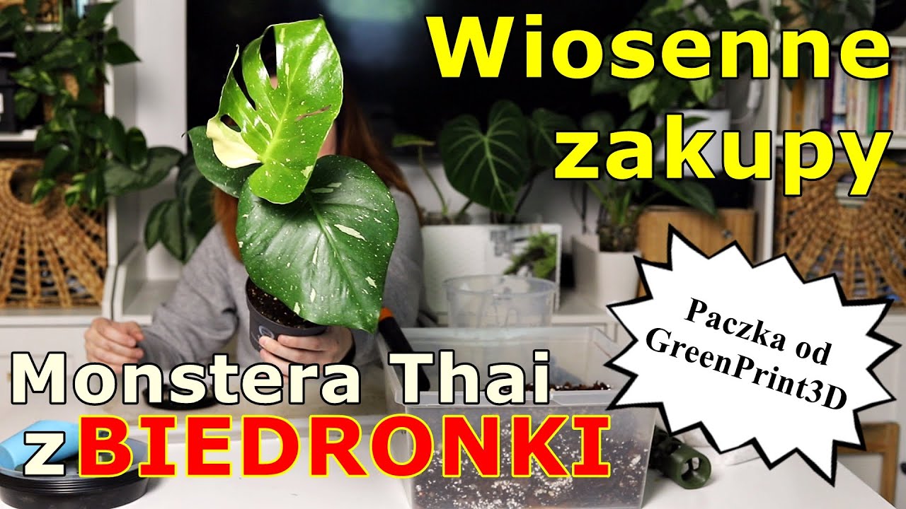 Monstera Thai Constellation z Biedronki  zakupy na wiosn * paczka z  palikami  roliny w OBI